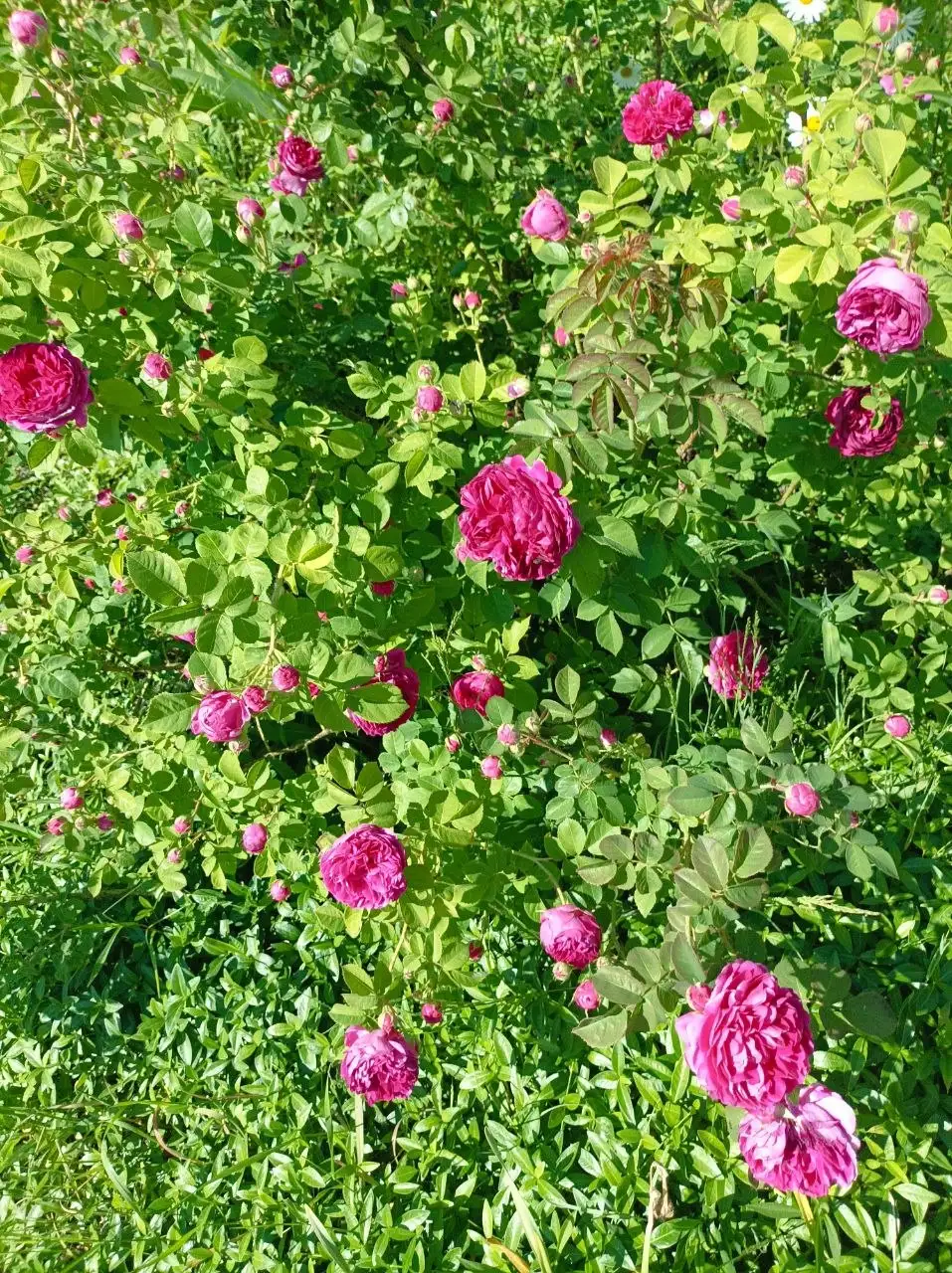 Продажа саженцев роз в Белгороде - Саженцы растений (Для дома и дачи) в Белгород