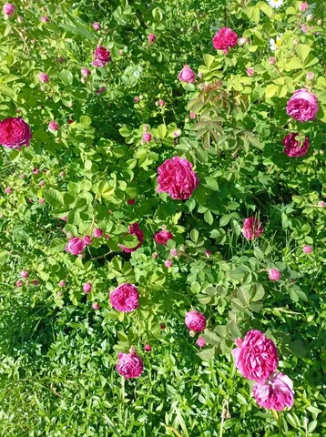 Продажа саженцев роз в Белгороде - Растения в Белгород