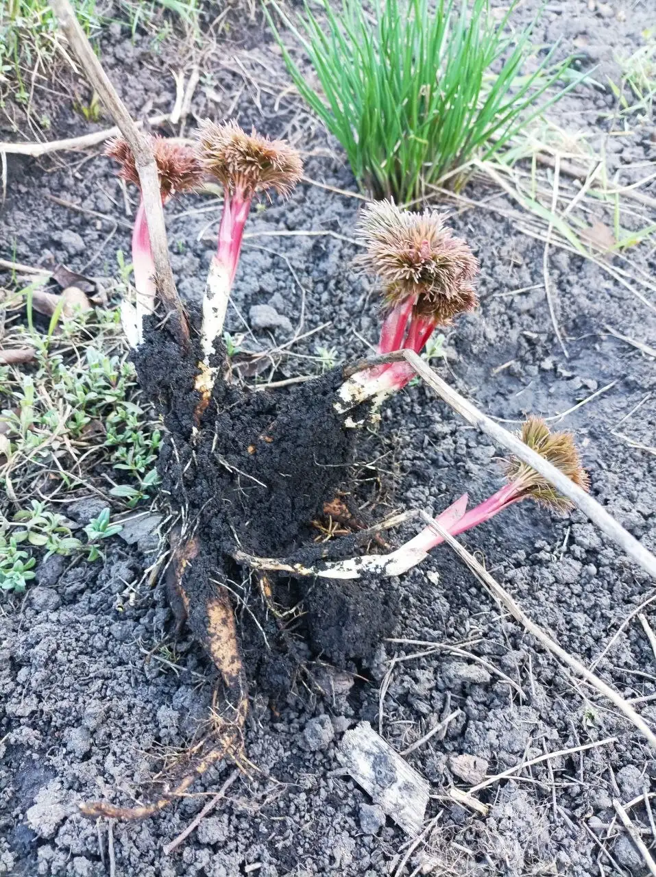 Продажа пионов Воронец и розового - Растения (Хобби и отдых) в Белгород