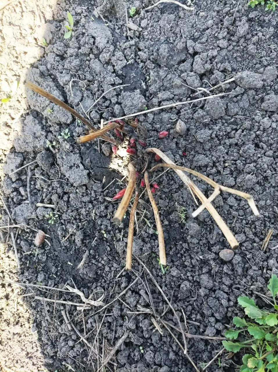 Продажа пионов Воронец и розового - Растения (Хобби и отдых) в Белгород