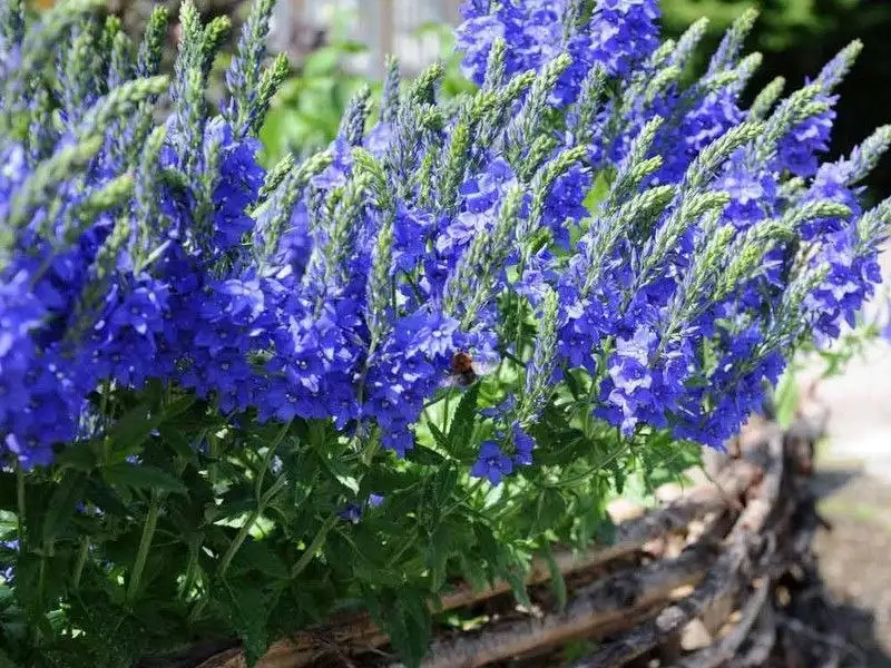 Продам многолетники: физостегия розовая, Вероника, примула, флокс растопыренный - Садоводство (Хобби и отдых) в Белгород