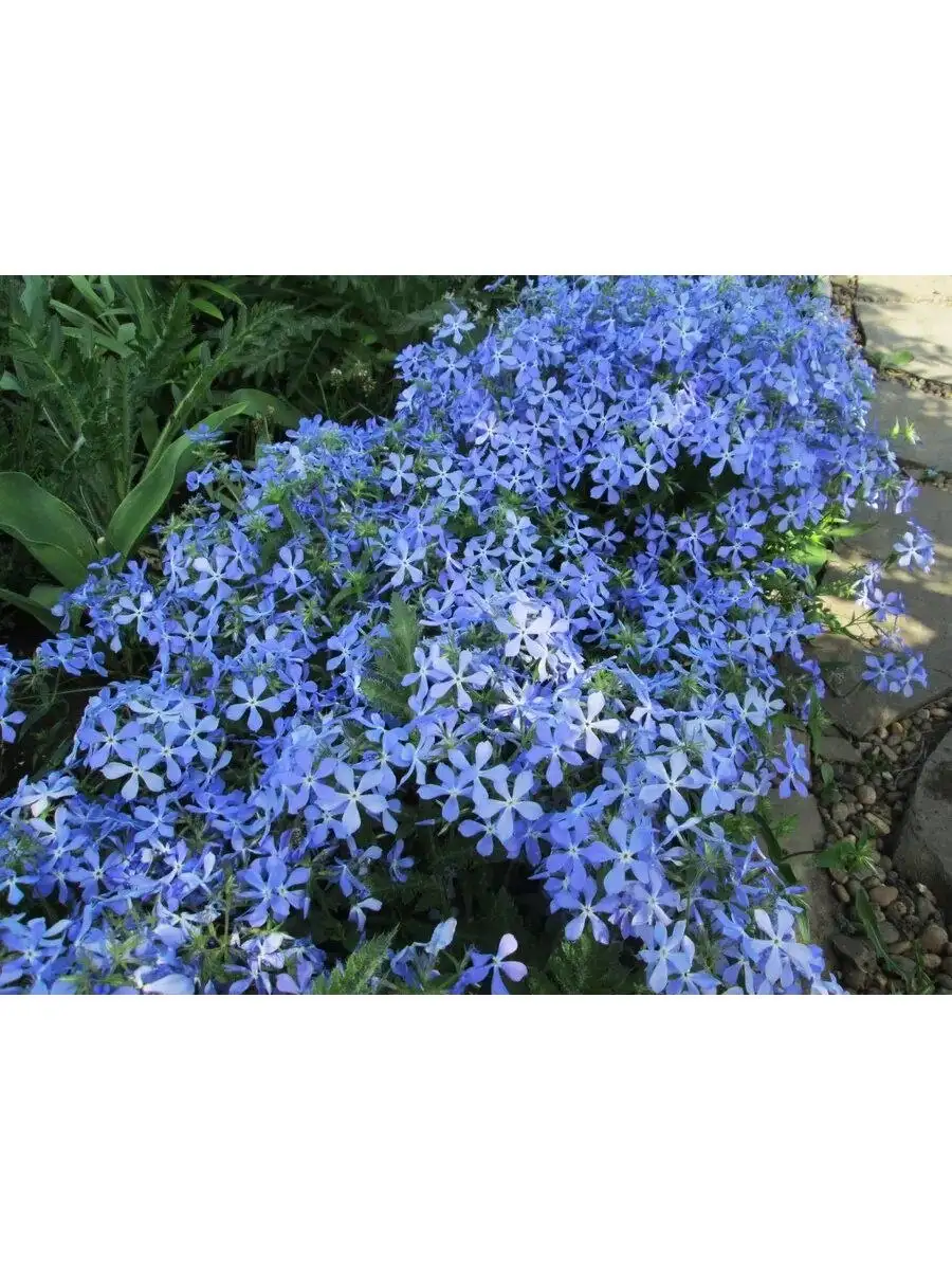 Продам многолетники: физостегия розовая, Вероника, примула, флокс растопыренный - Садоводство (Хобби и отдых) в Белгород