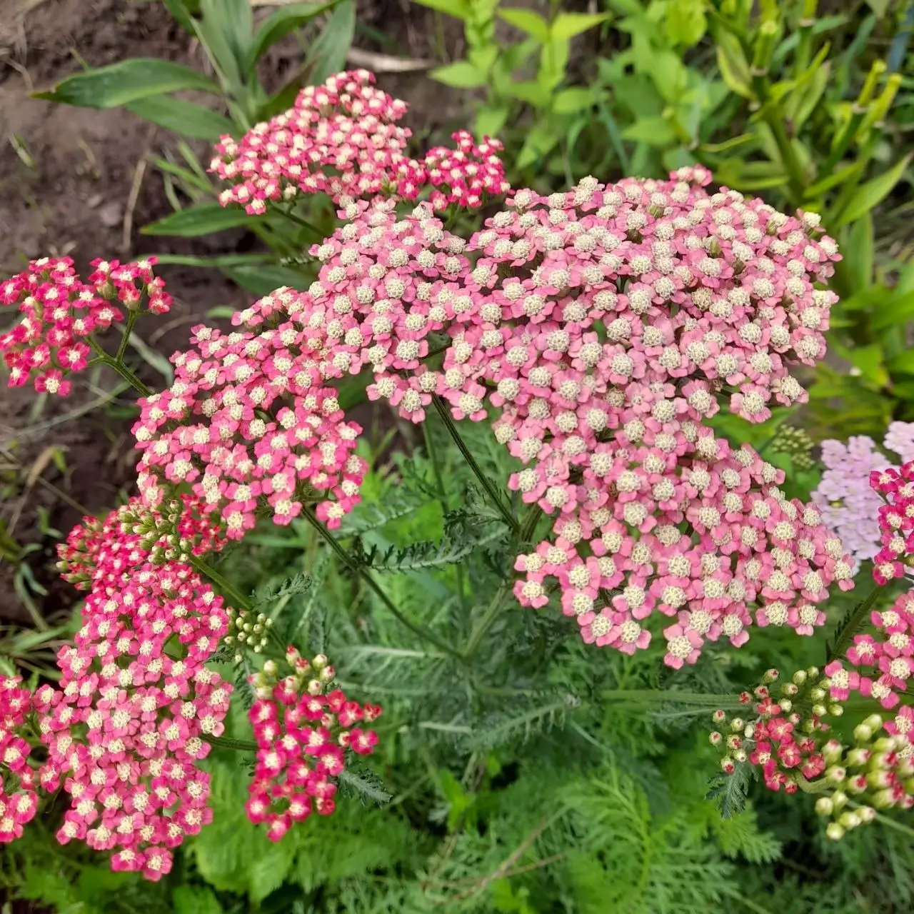 Продам многолетники: физостегия розовая, Вероника, примула, флокс растопыренный - Садоводство (Хобби и отдых) в Белгород