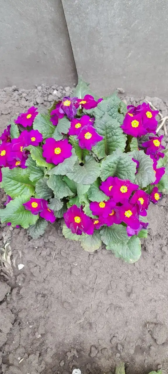 Продам многолетники: физостегия розовая, Вероника, примула, флокс растопыренный - Садоводство (Хобби и отдых) в Белгород