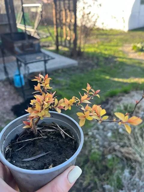 Саженцы для сада с доставкой - Садоводство в Белгород