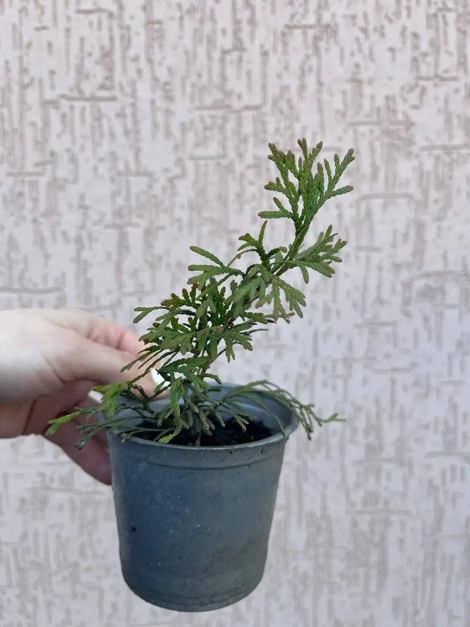 Саженцы для сада с доставкой - Садоводство (Хобби и отдых) в Белгород