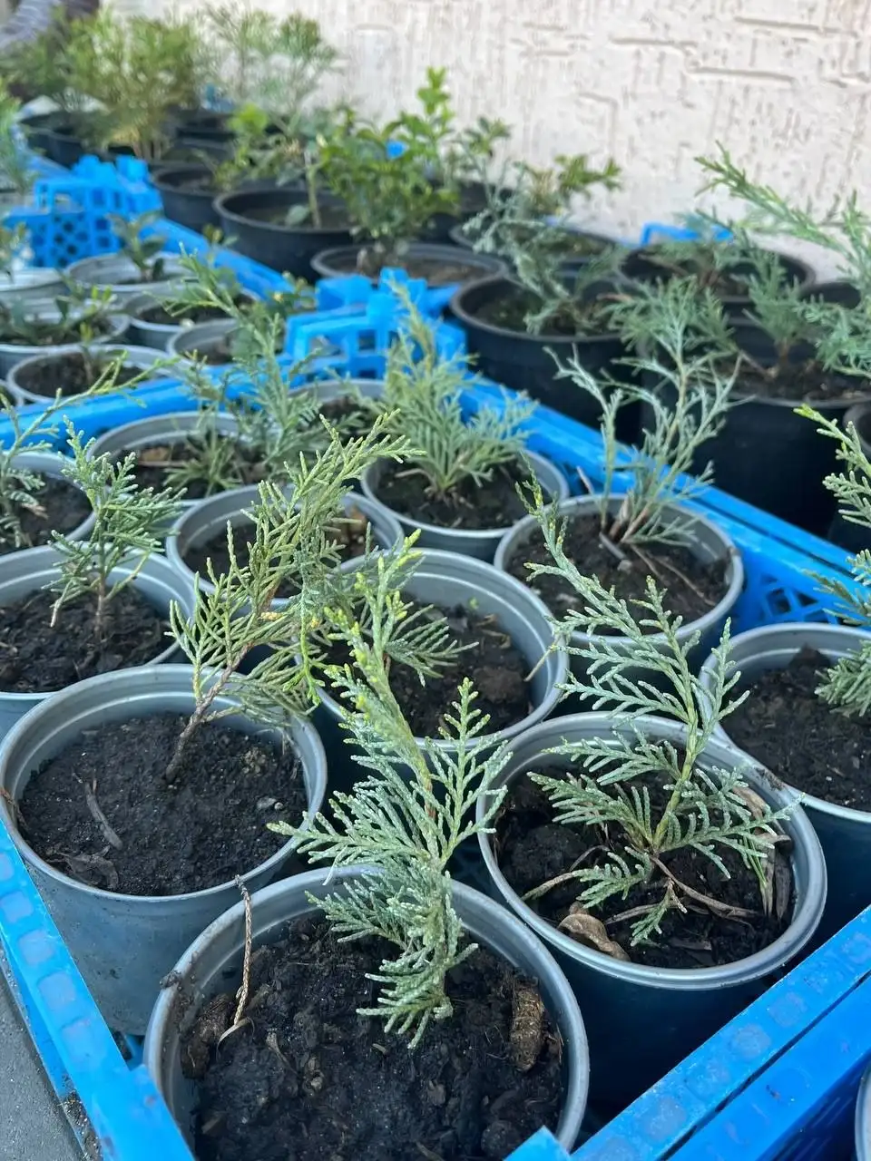 Саженцы для сада с доставкой - Садоводство (Хобби и отдых) в Белгород