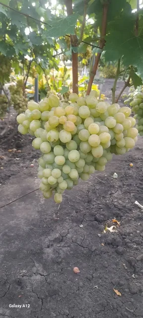 Продажа саженцев столового винограда - Садоводство в Никольское