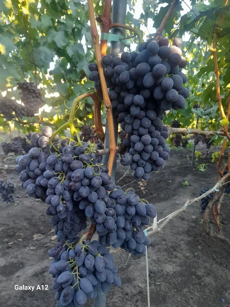 Продажа саженцев столового винограда - Садоводство (Хобби и отдых) в Никольское