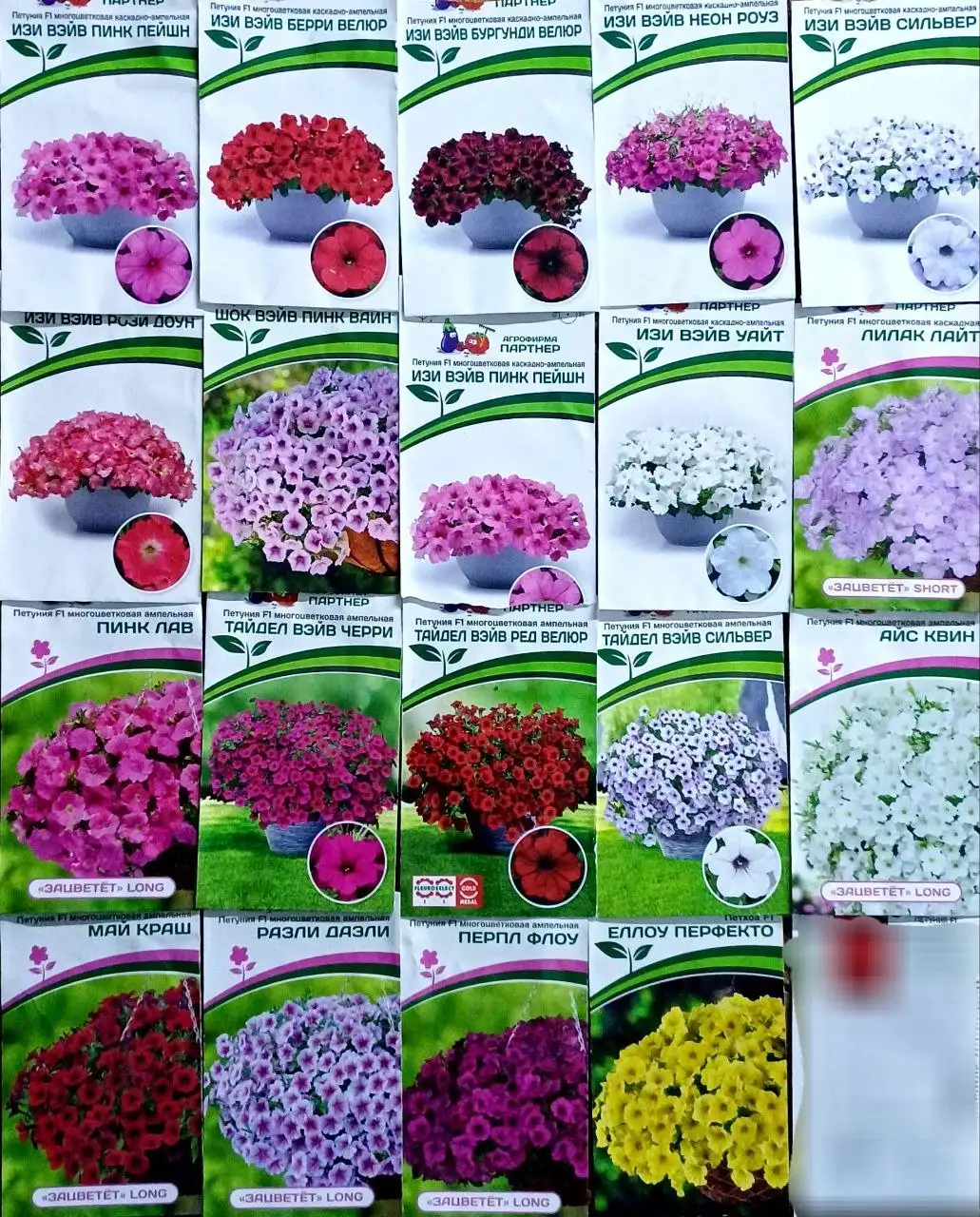 Укорененные черенки петуний - Растения (Хобби и отдых) в Белгород