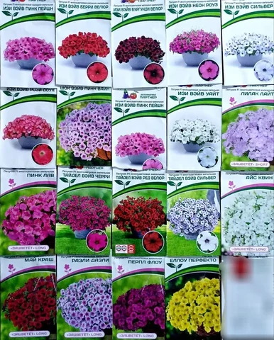 Укорененные черенки петуний - Рукоделие в Белгород