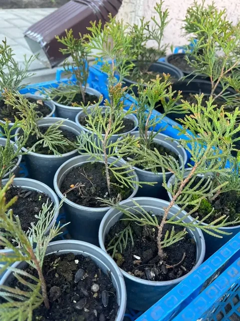 Саженцы - Рукоделие в Белгород