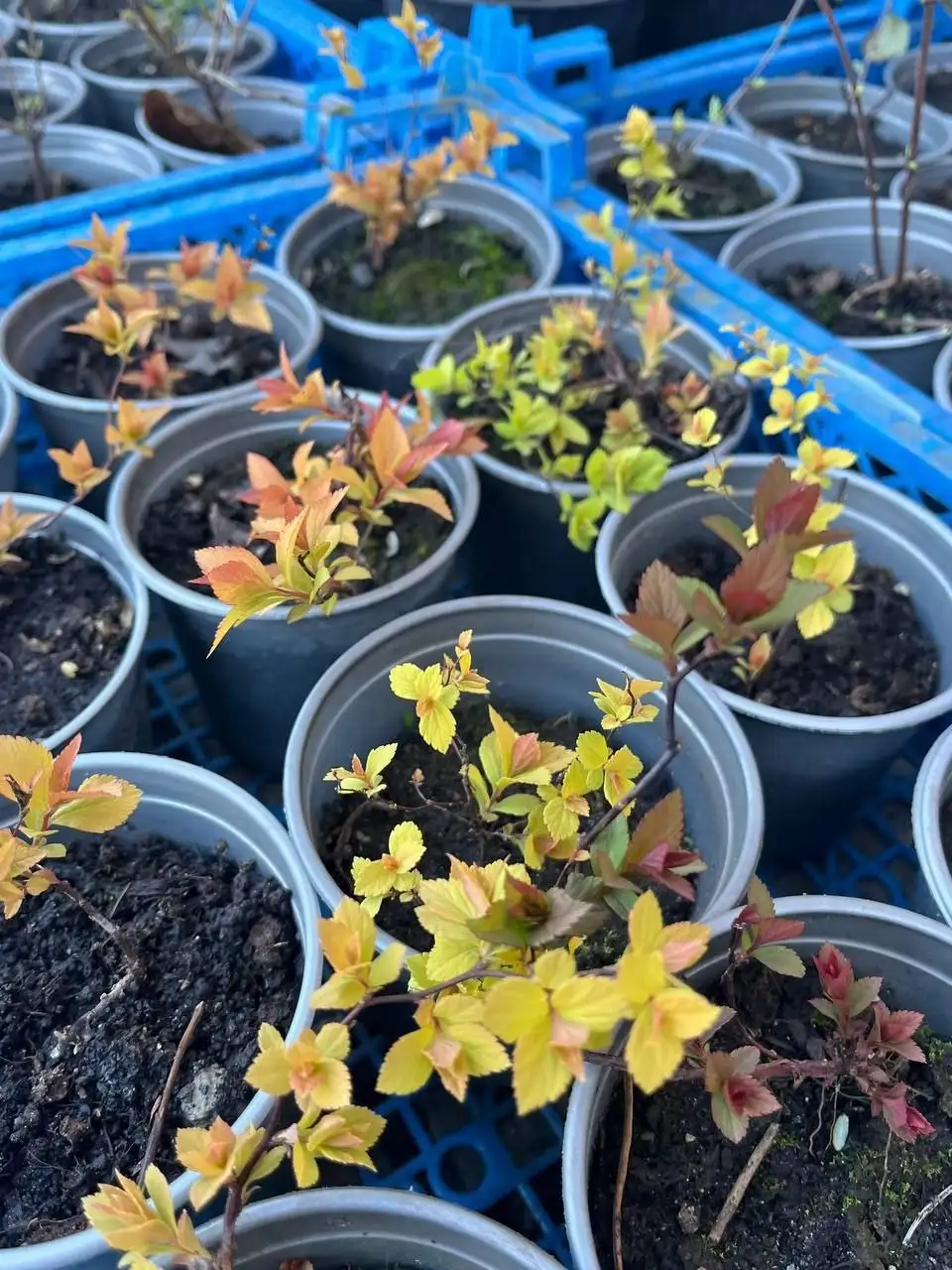 Саженцы - Садоводство (Хобби и отдых) в Белгород