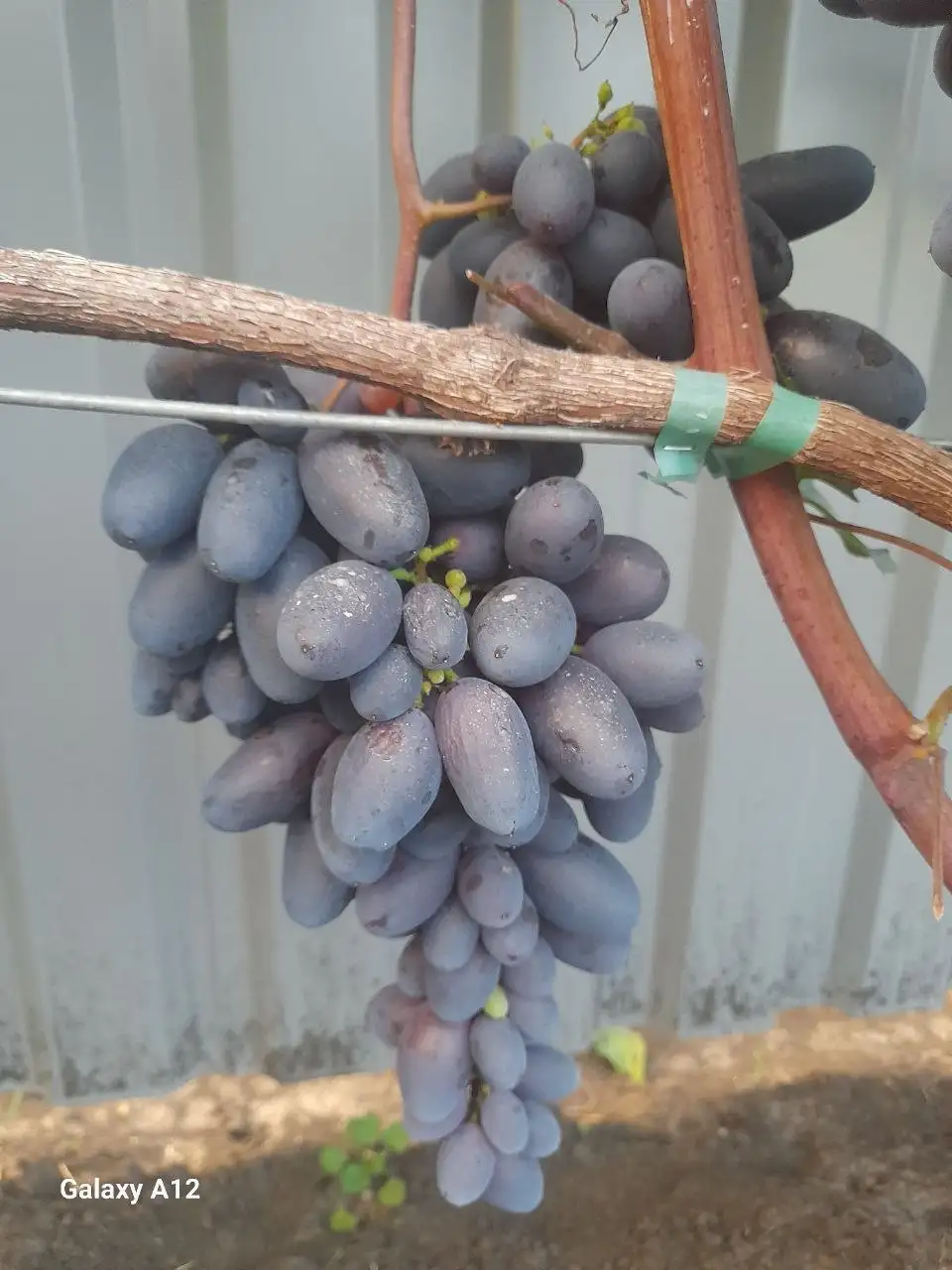 Продажа вегатирующих саженцев столового винограда различных сортов - Растения и саженцы (Для дома и дачи) в Никольское