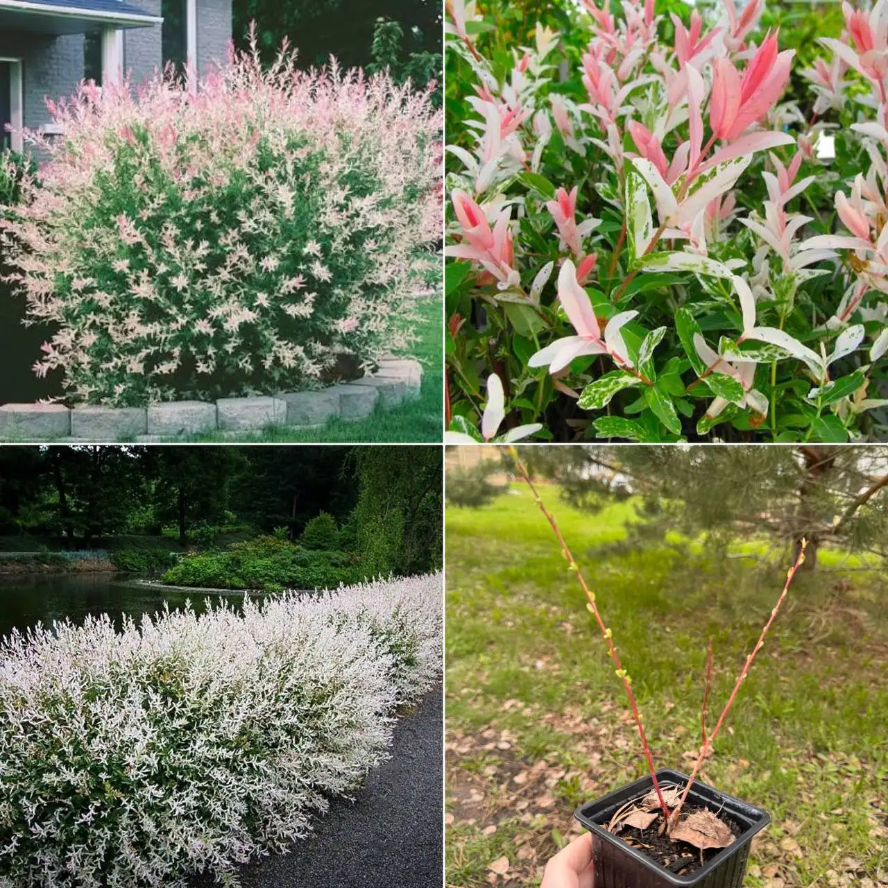 Продажа декоративного кустарника Ива хакуро нишики - Садовые растения (Хобби и отдых) в Белгород