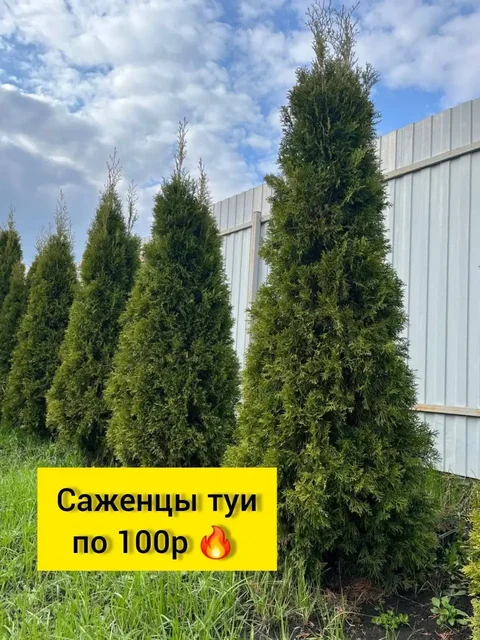 Туя Смарагд для сада и живой изгороди - Саженцы и рассада в Белгород