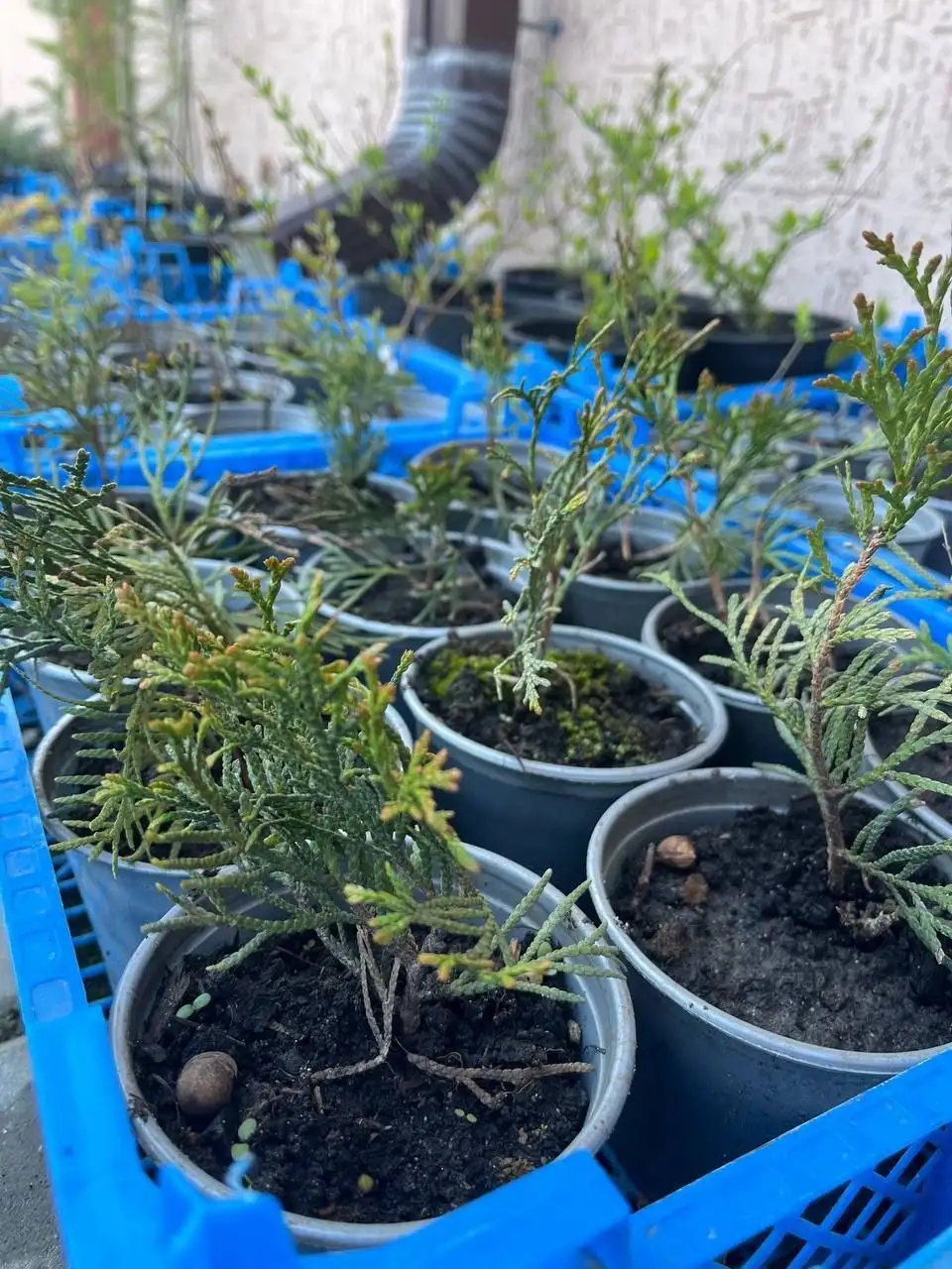 Туя Смарагд для сада и живой изгороди - Растения (Для дома и дачи) в Белгород