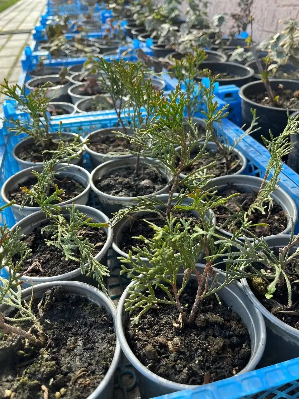 Туя Смарагд для сада и живой изгороди - Растения (Для дома и дачи) в Белгород