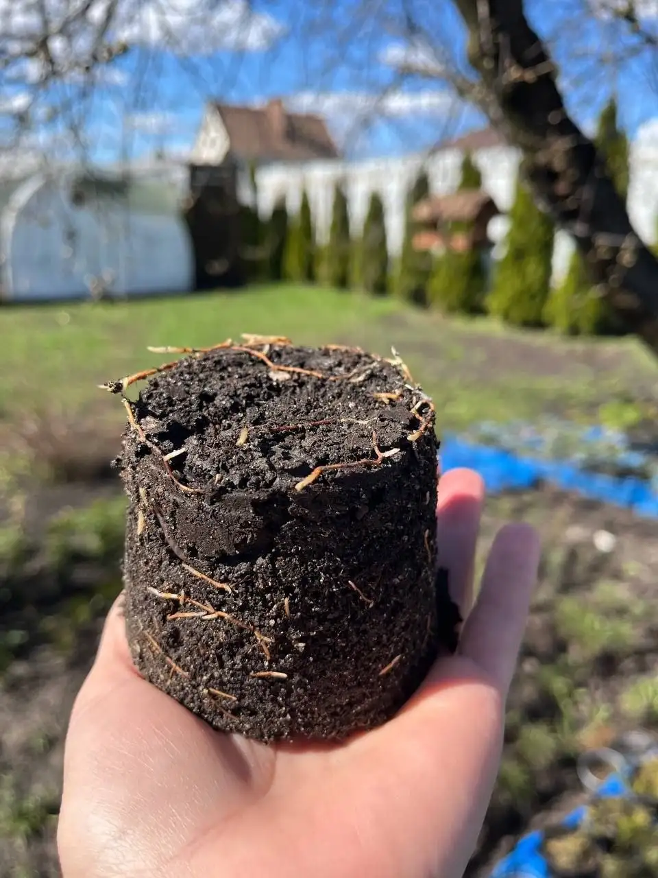 Туя Смарагд для сада и живой изгороди - Растения (Для дома и дачи) в Белгород