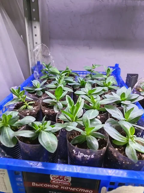 Продажа рассады цветов - Рукоделие в Белгород