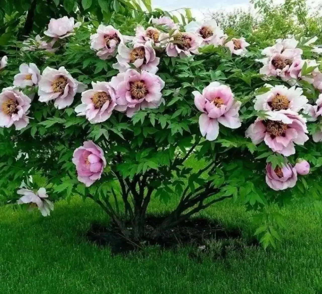 Продажа рассады цветов - Растения (Хобби и отдых) в Белгород