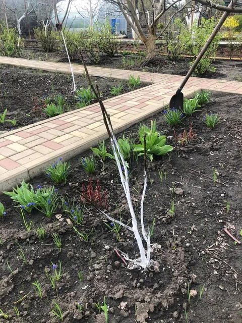 Саженцы грецкого ореха - частное объявление в Таврово