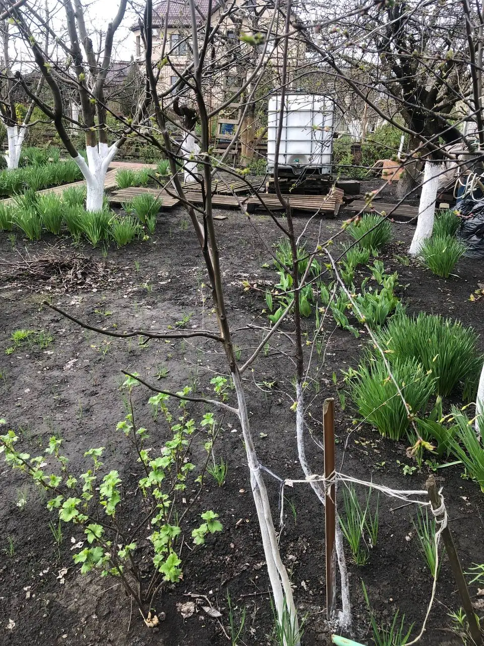 Саженцы грецкого ореха - Растения и саженцы (Для дома и дачи) в Таврово