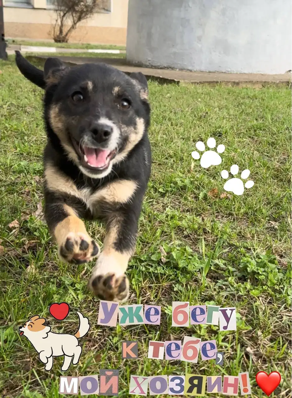 Щенок Буся ищет семью - Собаки (Животные) в Белгород