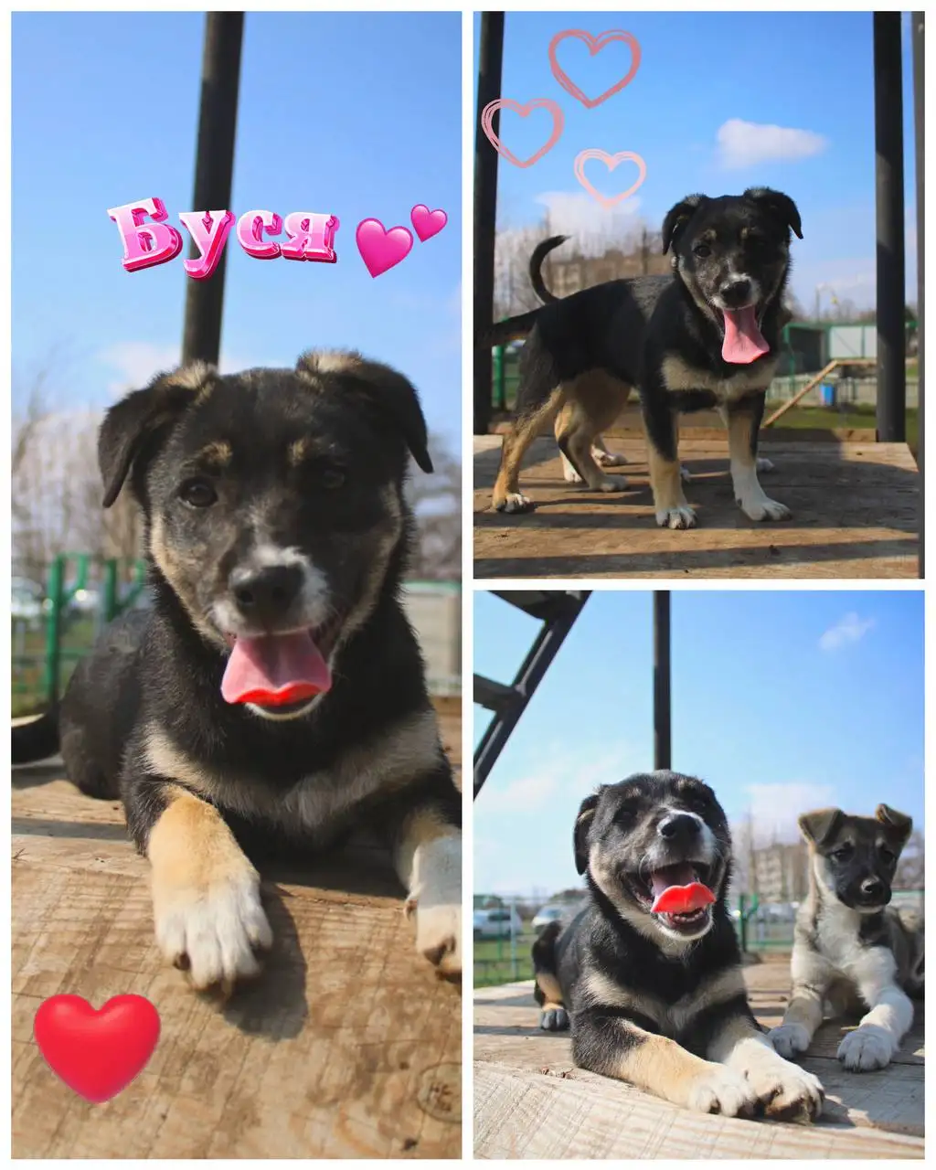 Щенок Буся ищет семью - Собаки (Животные) в Белгород