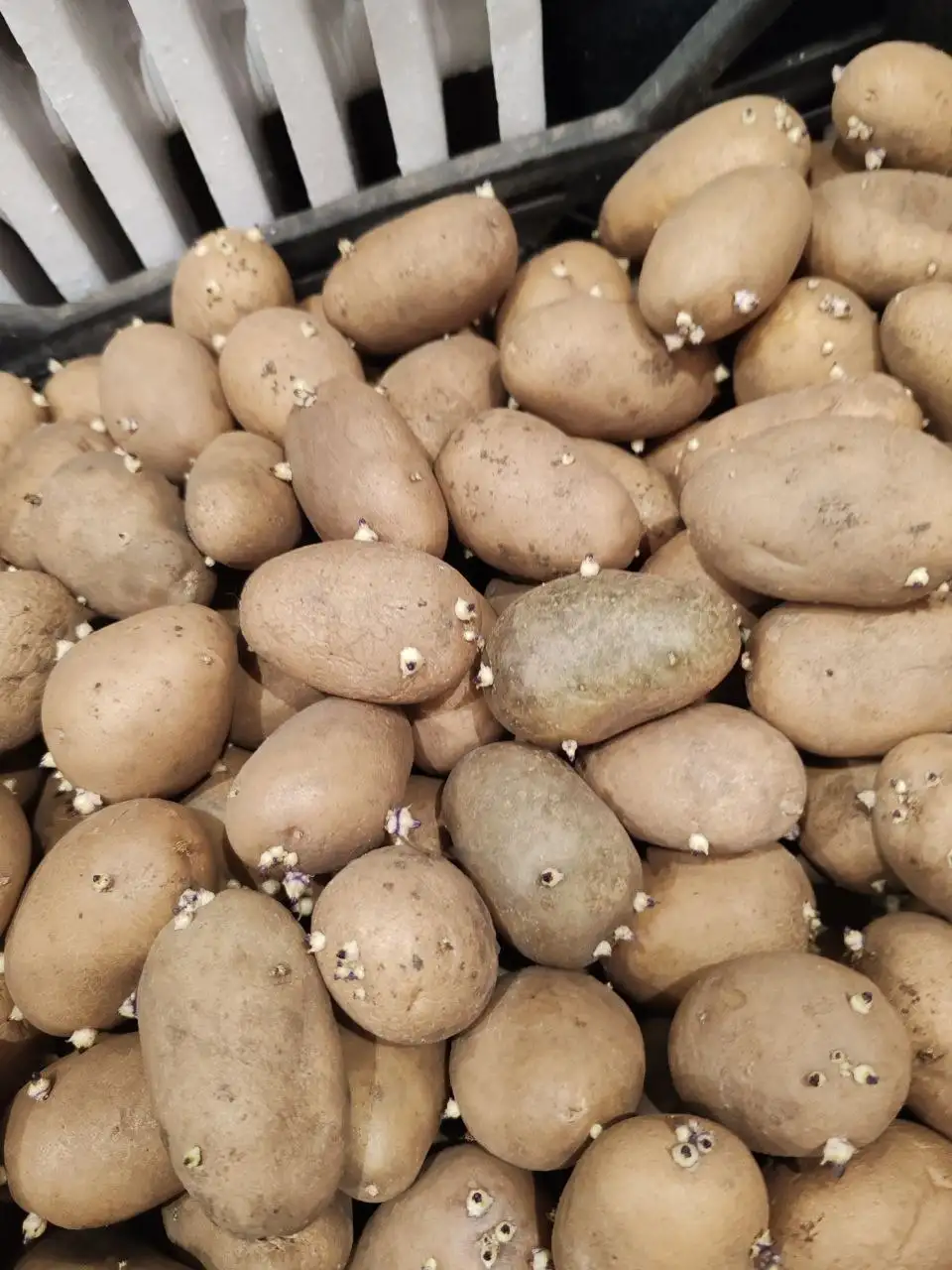 Домашний картофель крупный и посадочный - Продукты питания (Барахолка) в Борисовский район