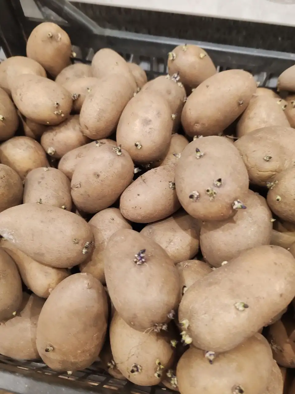 Домашний картофель крупный и посадочный - Продукты питания (Барахолка) в Борисовский район