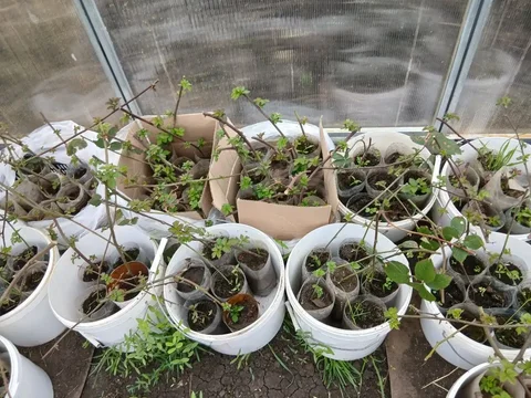 Саженцы ежевики бесшипной сортовой - Саженцы и рассада в Белгород