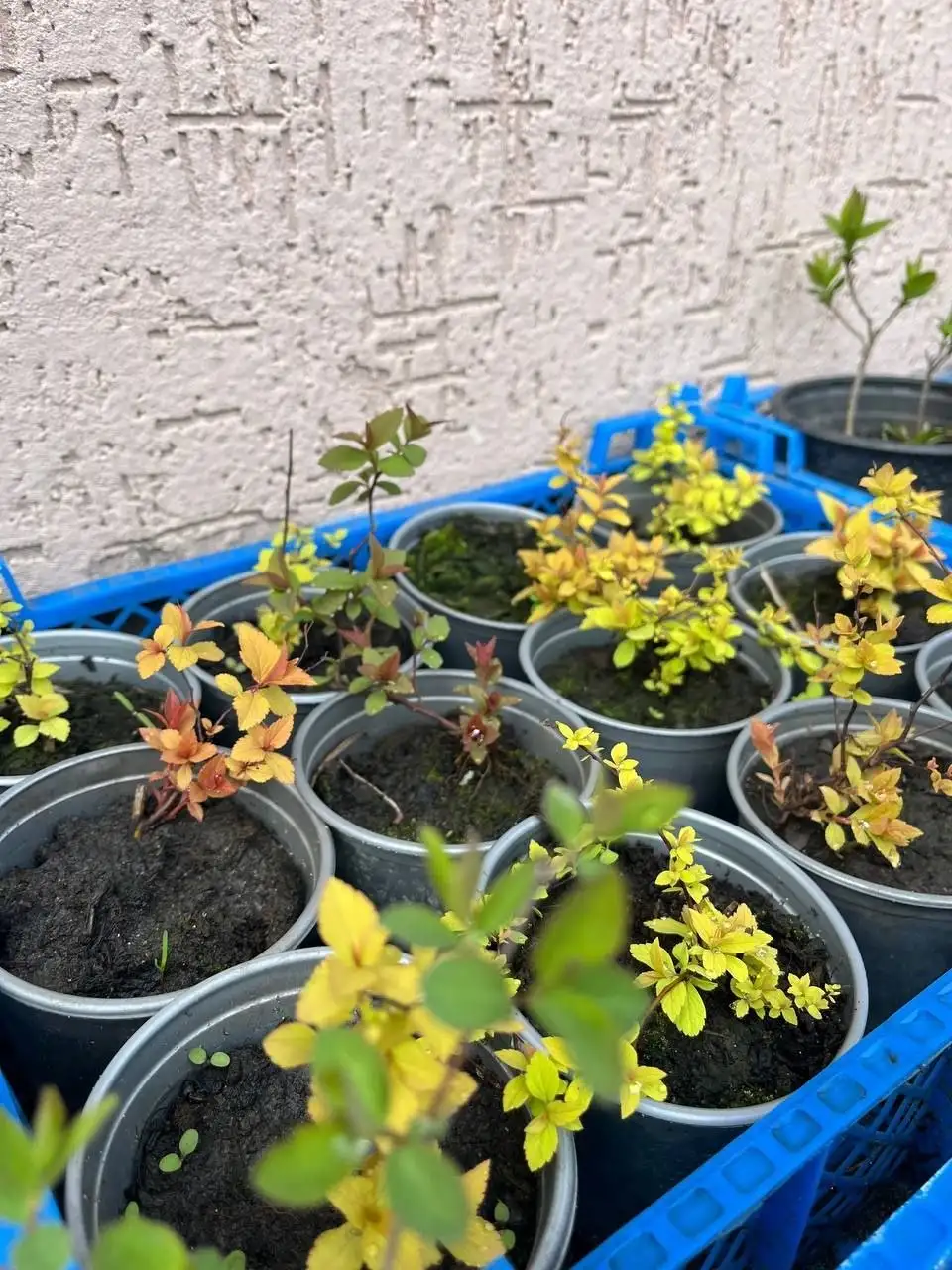 Декоративные растения с бесплатной доставкой - Растения (Хобби и отдых) в Белгород