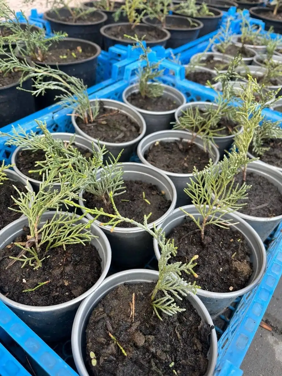 Декоративные растения с бесплатной доставкой - Растения (Хобби и отдых) в Белгород