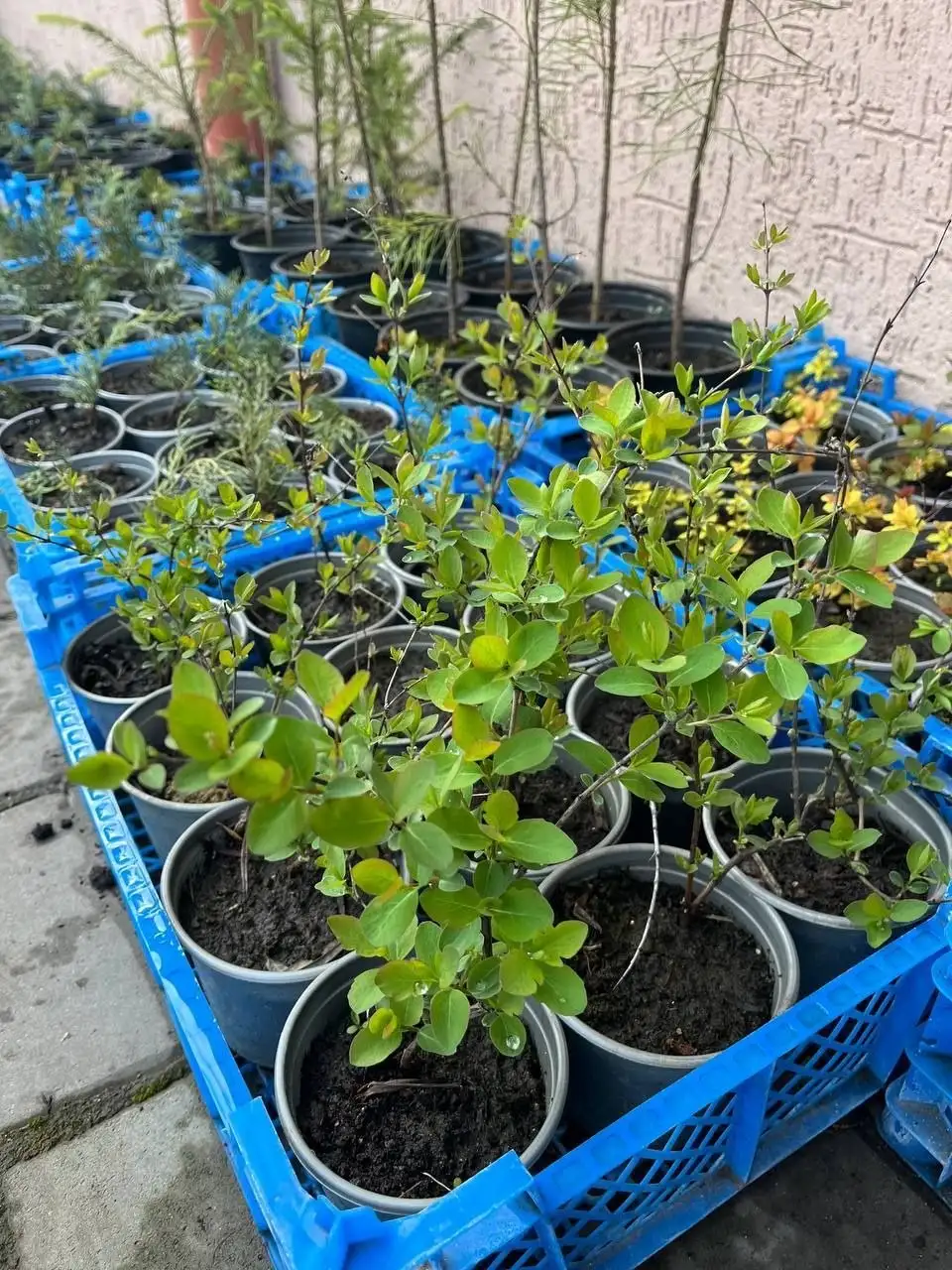 Декоративные растения с бесплатной доставкой - Растения (Хобби и отдых) в Белгород