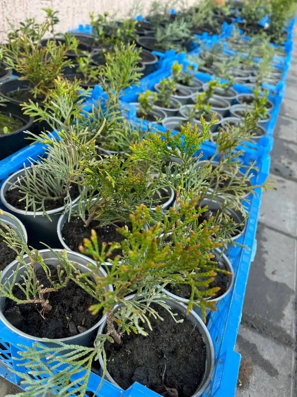 Декоративные растения с бесплатной доставкой - Растения (Хобби и отдых) в Белгород