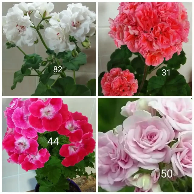 Укорененные черенки сортовых пеларгоний - Рукоделие в Белгород