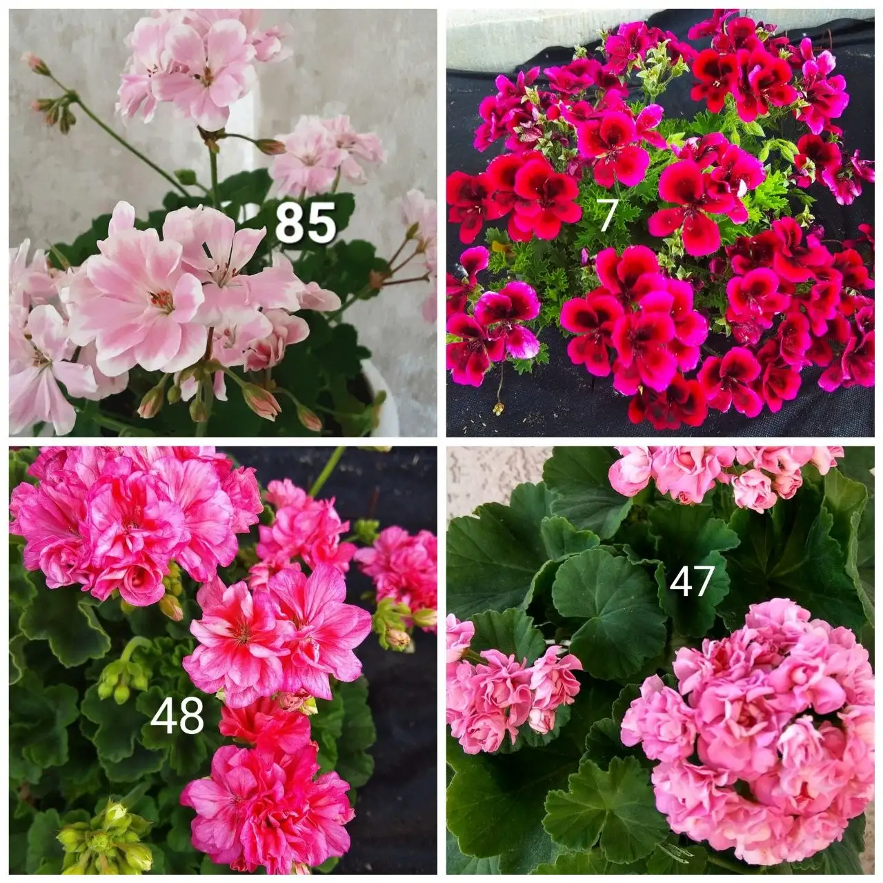 Укорененные черенки сортовых пеларгоний - Растения (Хобби и отдых) в Белгород