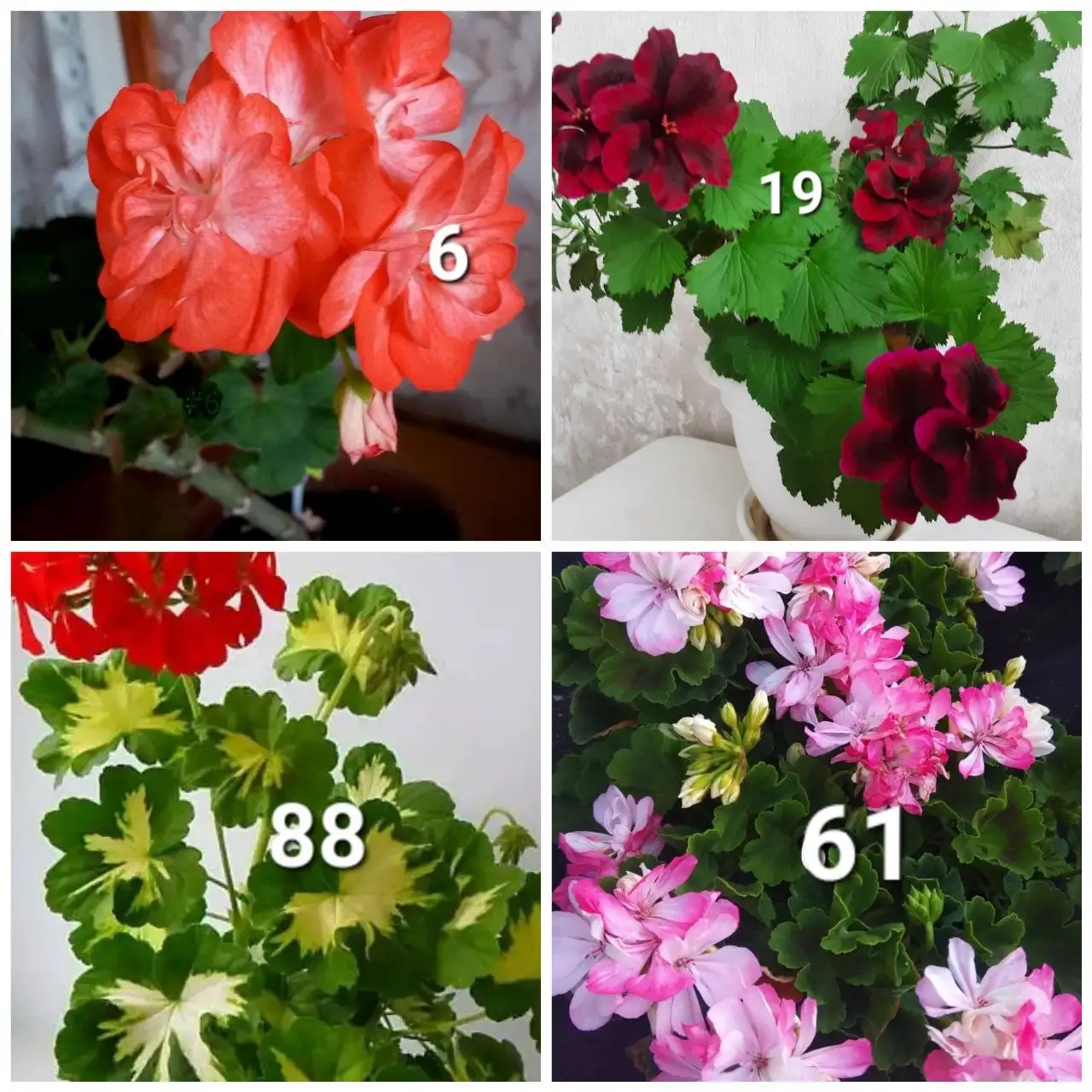 Укорененные черенки сортовых пеларгоний - Растения (Хобби и отдых) в Белгород