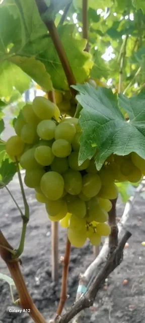 Продам саженцы винограда - частное объявление в Белгород