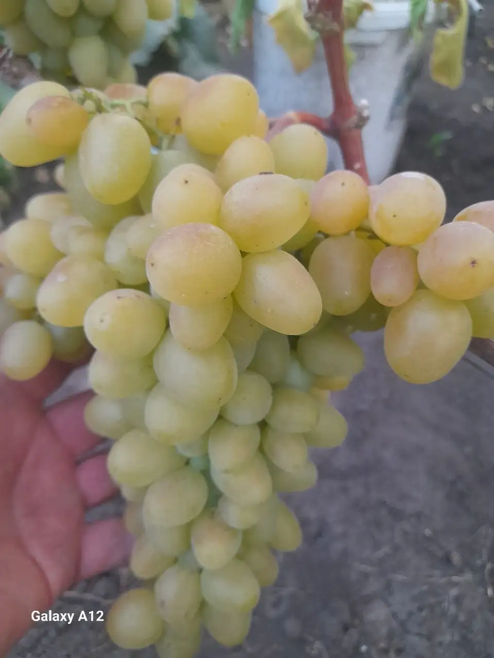 Продам саженцы винограда - Растения и саженцы (Для дома и дачи) в Белгород