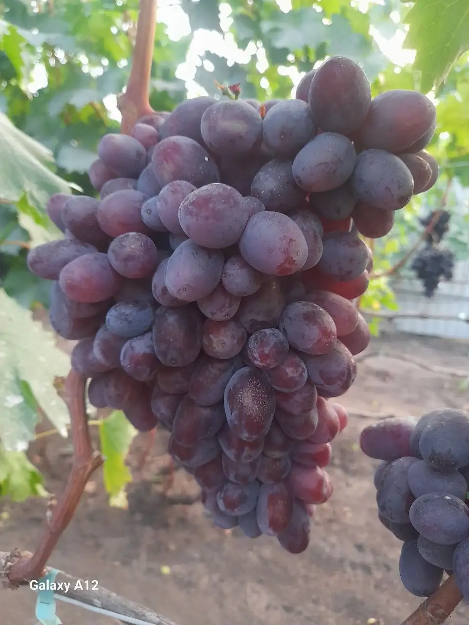 Продам саженцы винограда - Растения и саженцы (Для дома и дачи) в Белгород