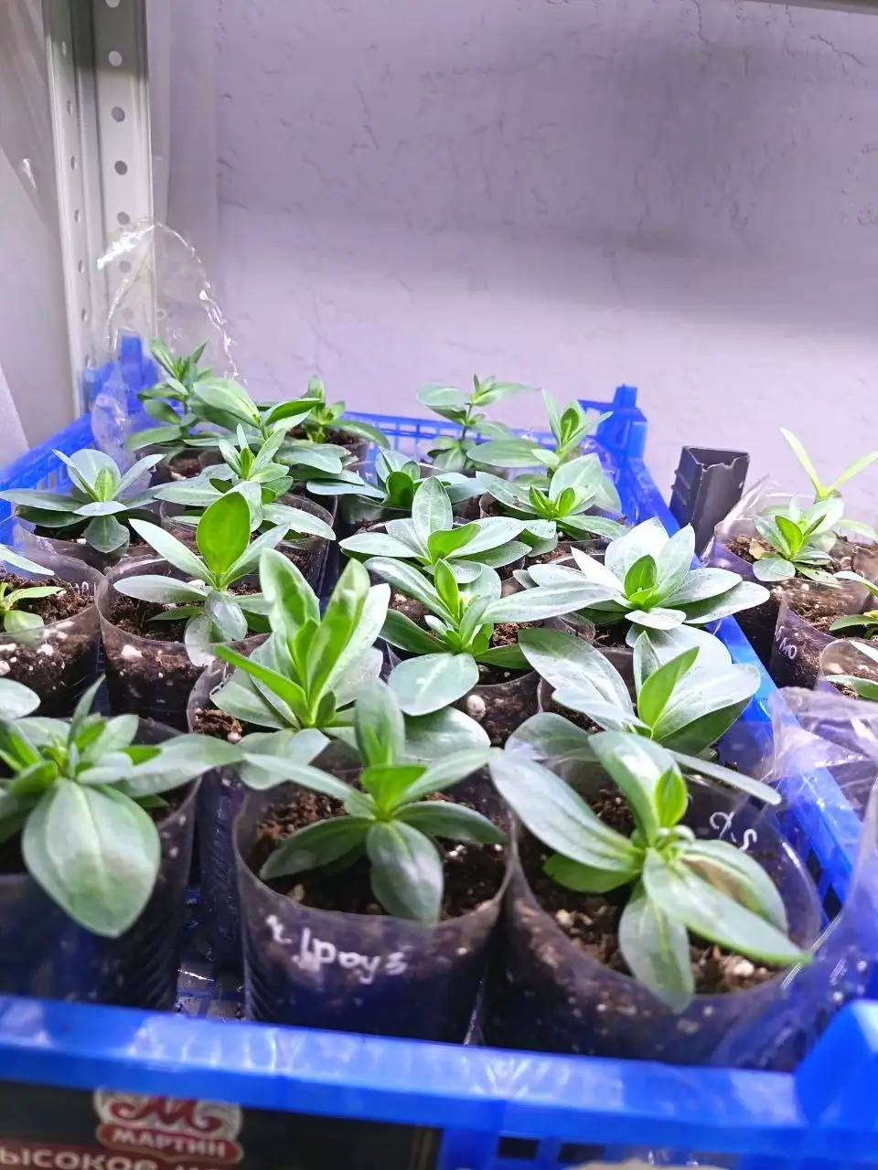 Рассада петунии и других цветов - Рассада (Барахолка) в Белгород