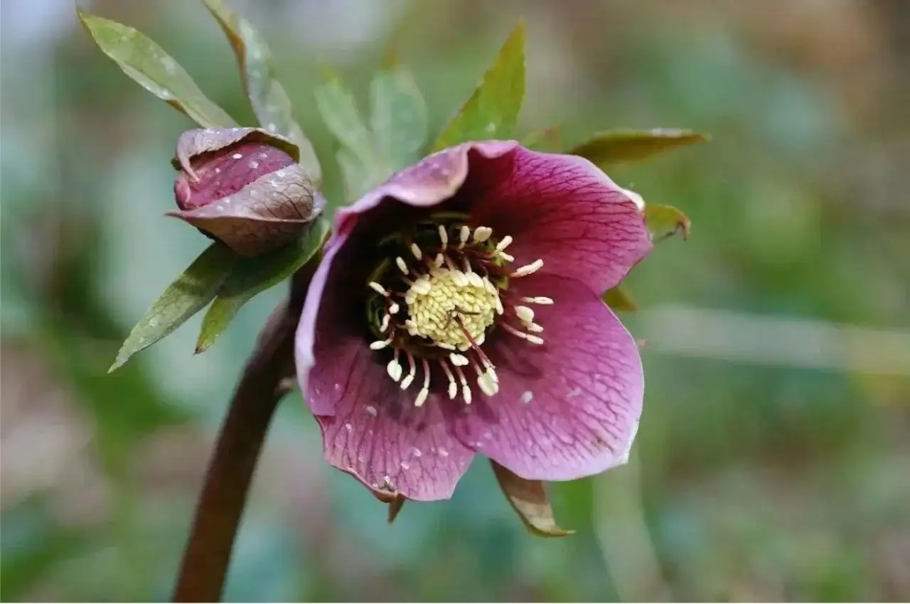Рассада петунии и других цветов - Рассада (Барахолка) в Белгород