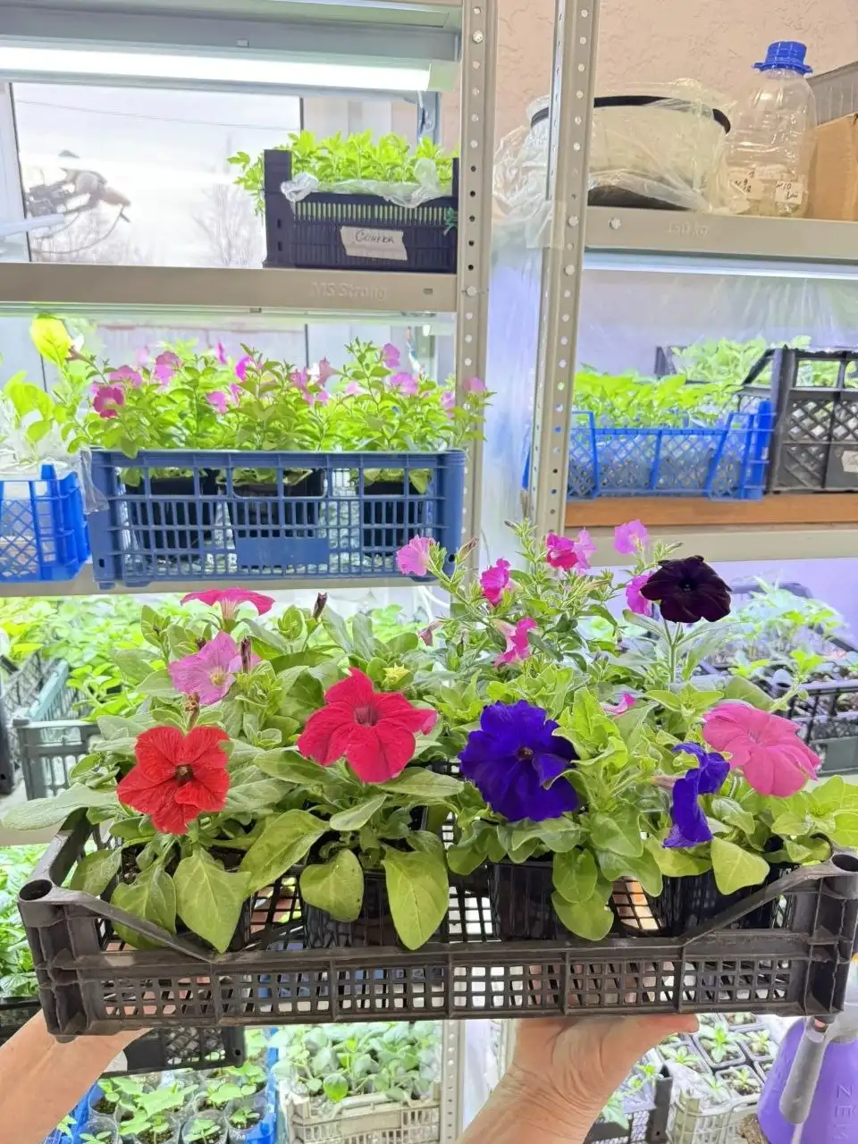 Рассада петунии и других цветов - Рассада (Барахолка) в Белгород