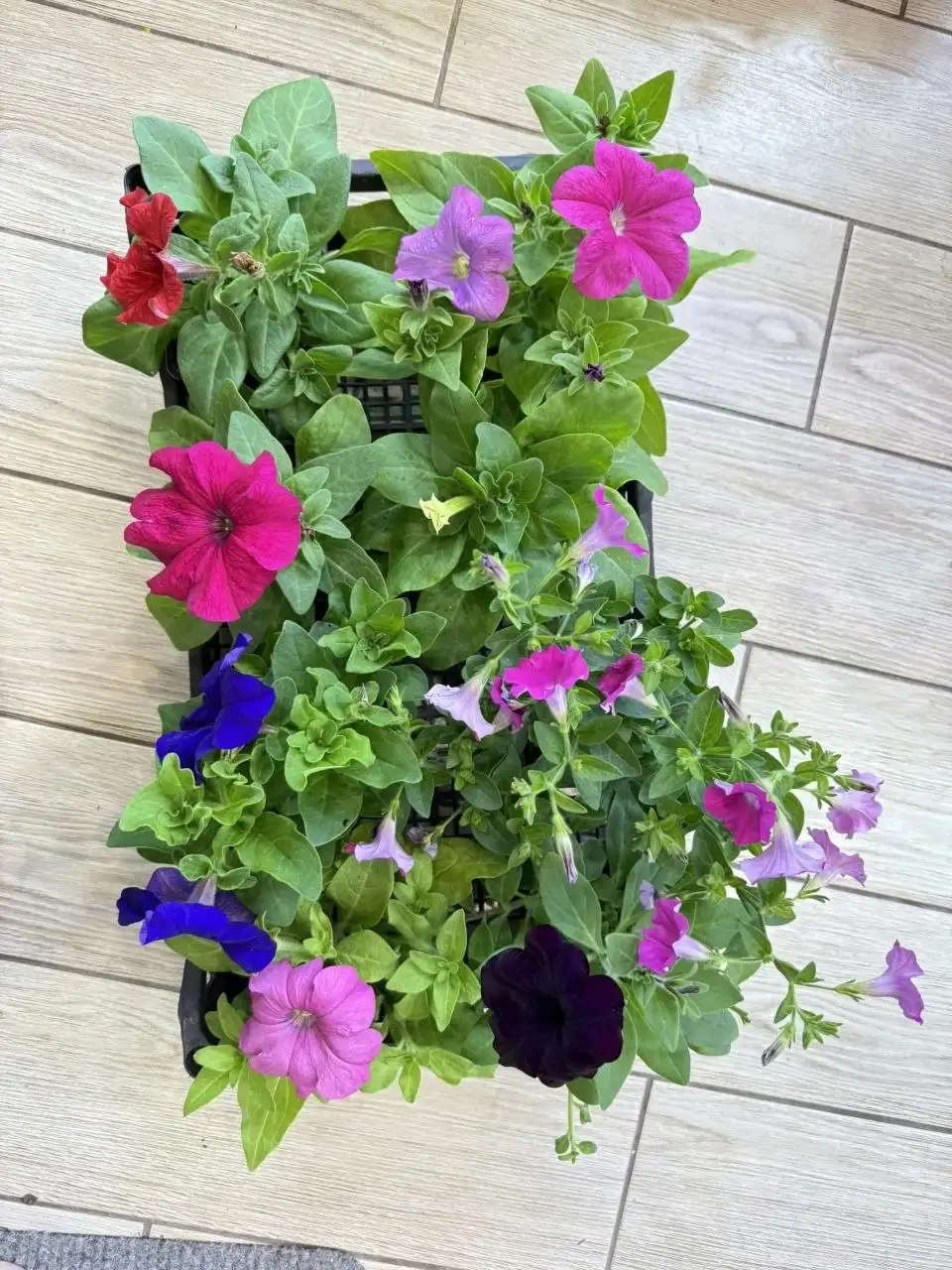 Рассада петунии и других цветов - Рассада (Барахолка) в Белгород