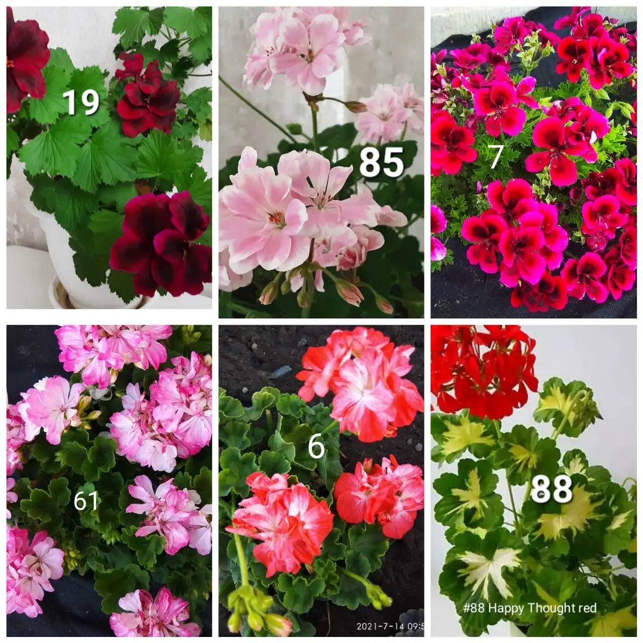 Продажа укорененных черенков колеусов и пеларгоний - Черенки (Растения) в Белгород