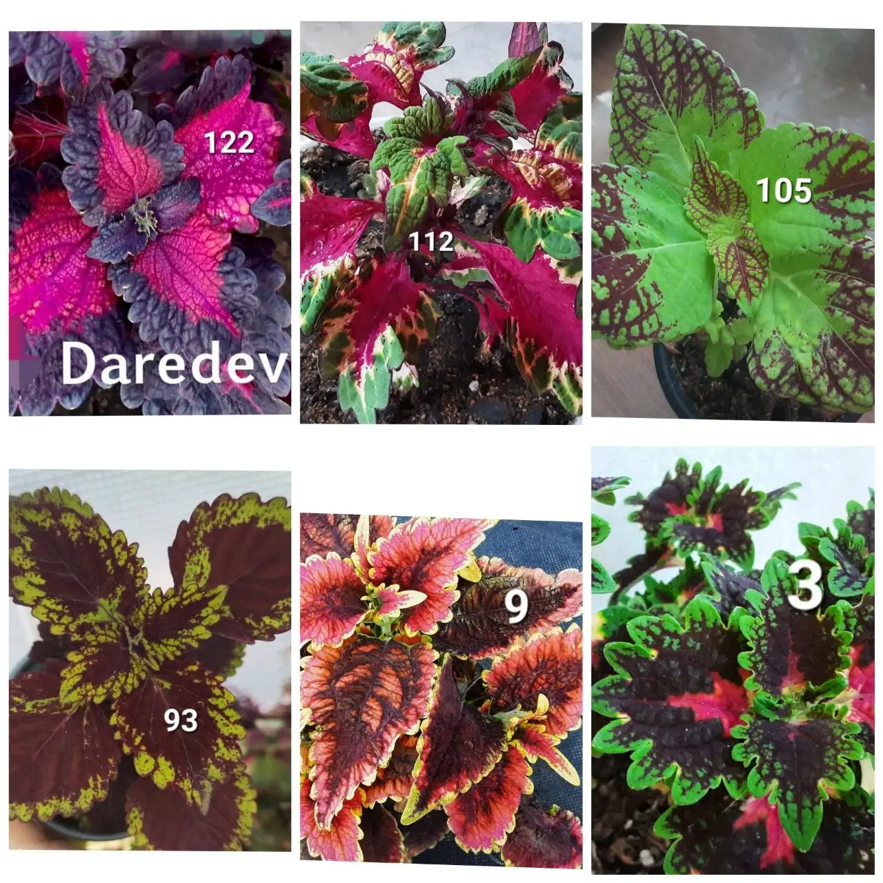 Продажа укорененных черенков колеусов и пеларгоний - Черенки (Растения) в Белгород