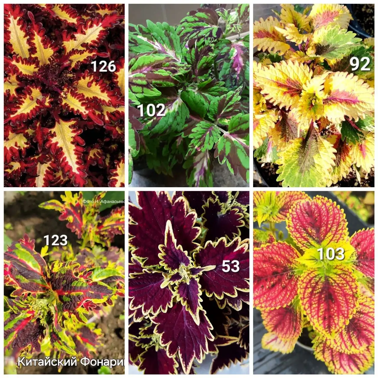 Продажа укорененных черенков колеусов и пеларгоний - Черенки (Растения) в Белгород