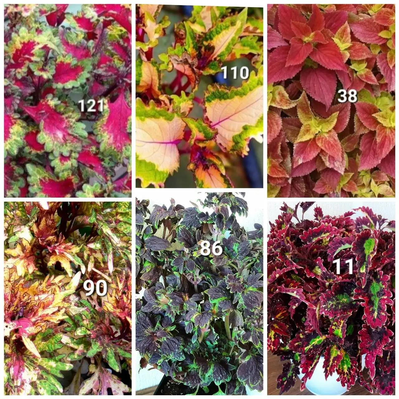 Продажа укорененных черенков колеусов и пеларгоний - Черенки (Растения) в Белгород